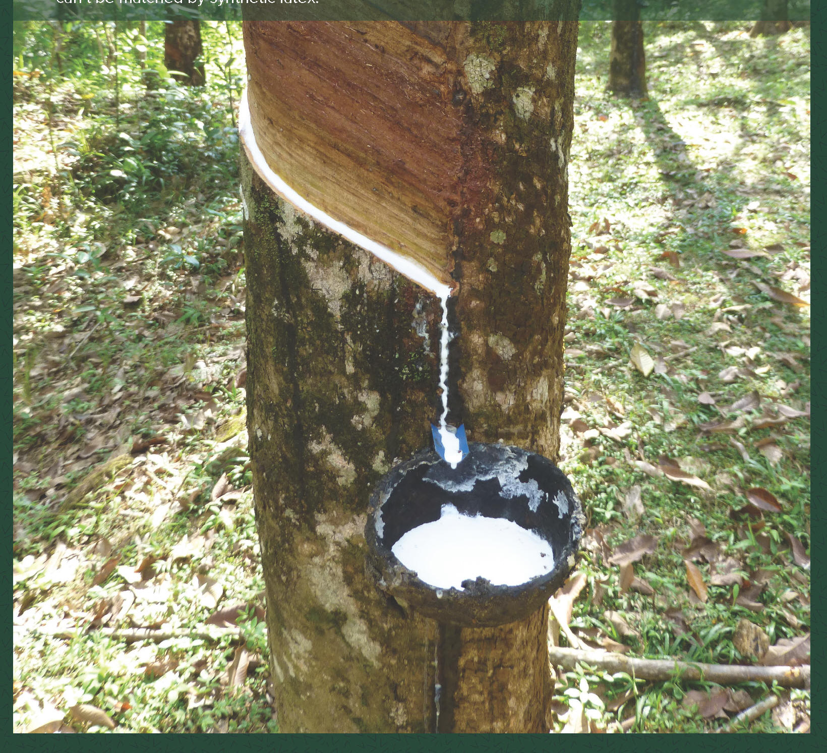 whole natural mattress